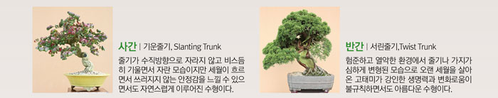 사간 | 기운줄기, Slanting Trunk
            줄기가 수직방향으로 자라지 않고 비스듬히 기울면서 자란 모습이지만 세월이 흐리면서 쓰러지지 않은 안정감을 느낄 수 있으면서도 자연스럽게 이루어진 수형이다.
            반간 | 서린 줄기, Twist Trunk
            험준하고 열악한 환경에서 줄기나 가지가 심하게 변형된 모습으로 오랜 세월을 살아온
            고태미가 강인한 생명력과 변화로움이 불규칙하면서도 아름다운 수형이다.
            