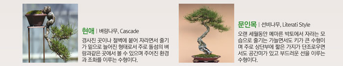 현애 | 벼랑나무, Cascade
            경사진 곳이나 절벽에 붙어 자라면서 줄기가 밑으로 늘어진 형태로서 주로 돌섬의 벼랑과 같은 곳에서 볼 수 있으며 주어진 환경과 조화를 이루는 수형이다.
            문인목 | 선비나무, Literati Style
            오랜 세월동안 메마른 박토에서 자라는 모습으로 줄기는 가늘면서도 키가 큰 수형이며 주로 상단부에 짧은 가지가 단조로우면서도 공간미가 있고 부드러운 선을 이루는 수형이다.
            