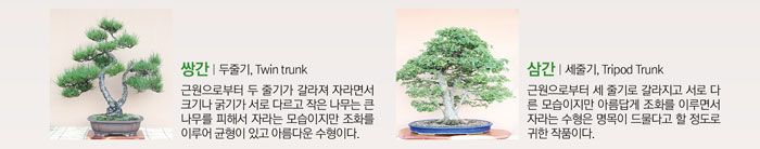 쌍간 | 두 줄기, Twin  Trunk
            근원으로부터 두 줄기가 갈라져 자라면서 크기나 굵기가 서로 다르고 작은 나무는 큰 나무를 피해서 자라는 모습이지만 조화를 이루어 균형이 있고 아름다운 수형이다.
            삼간 | 세 줄기, Tripod Trunk
            근원으로부터 세 줄기로 갈라지고 서로 다른 모습이지만 아름답게 조화를 이루면서 자라는 수형은 명목이 드물다고 할 정도로 귀한 작품이다.
            