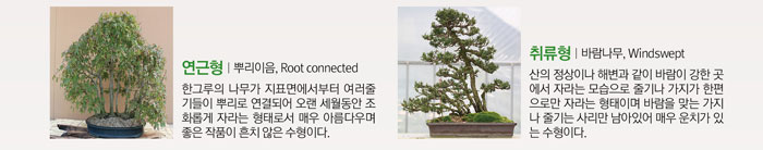 연근형 | 뿌리이음, Root Connected
            한 그루의 나무가 지표면에서부터 여러 줄기들이 뿌리로 연결되어 오랜 세월동안 조화롭게 자라는 형태로서 매우 아름다우며 좋은 작품이 흔치 않은 수형이다.
            취류형 | 바람나무, Windswept
            산의 정상이나 해변과 같이 바람이 강한 곳에서 자라는 모습으로 줄기나 가지가 한편으로만 자라는 형태이며 바람을 맞은 가지나 줄기는 사리만 남아있어 매운 운치가 있는 수형이다.
            