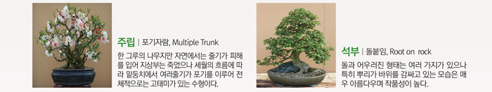 주립 | 포기자람, Multiple Trunk
            한 그루의 나무지만 자연에서는 줄기가 피해를 입어 지상부를 죽었으나 세월의 흐름에 따라 밑둥치에서 여러 줄기가 포기를 이루어 전체적으로 고태미가 있는 수형이다.
            석부 | 돌붙임, Root on Rock
            돌과 어우러진 형태는 여러 가지가 있으나 특히 뿌리가 바위를 감싸고 있는 모습은 매우 아름다우며 작품성이 높다.
            