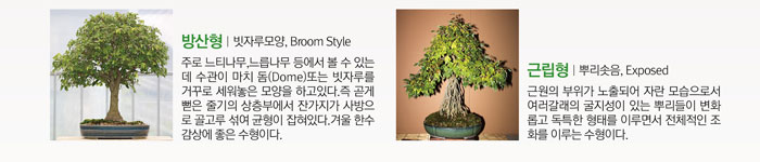 방산형 | 빗자루모양, Broom Style
            주로 느티나무, 느릎나무 등에서 볼 수 있는데 수관이 마치 돔(Dome)또는 빗자루를 거꾸로 세워놓은 모양을 하고 있다. 즉 곧게 뻗은 줄기의 상층부에서 잔가지가 사방으로 골고루 섞여 균형이 잡혀있다. 겨울 한수 감상에 좋은 수형이다.
            근립형 |뿌리솟음, Exposed
            근원의 부위가 노출되어 자란 모습으로서 여러 갈래의 굴지성이 있는 뿌리들이 변화롭고 독특한 형태를 이루면서 전체적은 조화를 이루는 수형이다.
            